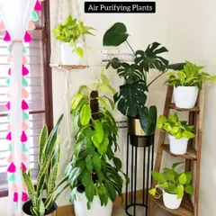 This is my indoor corner with air-purifying plants like snake plant, monstera, and pothos. They not only look beautiful but also help clean the air inside my home.