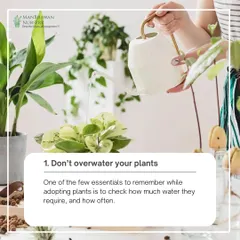 Tip 1: Don't overwater your plants. One of the most important things to remember is to check how much water your specific plant requires and how often.