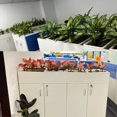 Another view of the plant variety provided to our client in Delhi. This image shows how we use different textures and colors, from the speckled leaves of the Chinese Evergreen to the bold pinks of the Red Aglaonema, to create visual interest.