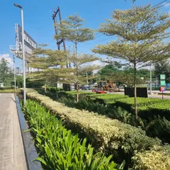 A well-designed landscape uses repetition and layering. Here, a line of Bucida trees provides vertical structure above layered hedges of varying colors and textures, creating a rich and complex green space.