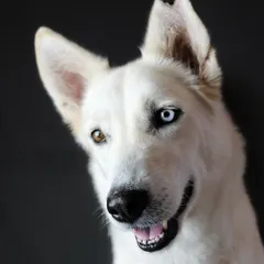 Meet Sia. A studio portrait doesn't have to be stiff. With the right approach, we can capture a pet's stunning and unique features, like her incredible different-colored eyes, while letting their curious and gentle personality shine through.
