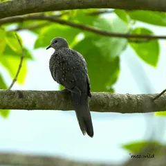 A Spotted Dove rests peacefully on a branch. The delicate spots on its neck look like a pearl necklace, adding a touch of elegance to this gentle and common bird.