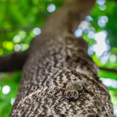 A Bark Gecko, perfectly camouflaged on a tree trunk. I took this shot from a low angle to capture the world from its prey's perspective, highlighting its incredible adaptation.