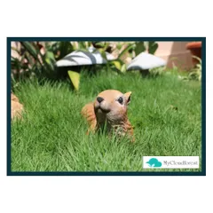 I believe in adding playful and charming details to a garden. This close-up shows a whimsical squirrel figurine peeking out from the blades of my highly realistic artificial grass, adding a touch of personality and surprise to the landscape.