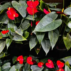 A wall of vibrant red Anthuriums. These heart-shaped flowers are long-lasting and bring such a wonderful energy to any room.