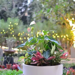 A wide shot of our mixed planter, showing how different colors and textures of foliage can create a stunning living centerpiece.