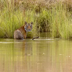 That magic moment every photographer waits for: the "Palat," or look back. This tiger obliged with a final glance just before disappearing into the tall grass.