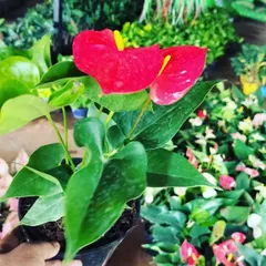 A close-up of a bright red Anthurium flower. These plants provide a long-lasting pop of color and are great for brightening up indoor spaces.