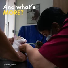 A regular check-up is crucial for a long and healthy life. Here, one of our veterinarians is performing a gentle but thorough examination on a cat, showcasing the careful and focused approach we take with every patient.