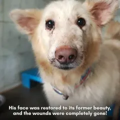 The final result of our team's effort. His face was restored, the wounds completely healed, and he was no longer in any discomfort. This is the transformation that drives us.