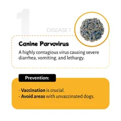 This infographic details the symptoms of Canine Parvovirus, a severe viral illness. It emphasizes that vaccination is the key preventive measure for this potentially fatal disease.