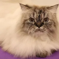 This beautiful Himalayan is giving some serious 'cattitude', and I love it. After a full grooming session, her long, thick coat is looking incredibly lush and clean, and those stunning blue eyes just pop. This is a perfect example of expert grooming for long-haired cat breeds.