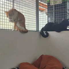 A typical afternoon scene at my home. One cat is grooming on the ledge of the enclosure, another is lounging nearby, and there's a comfy beanbag waiting for a nap.