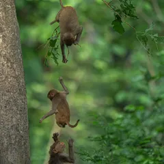 Wildlife photography isn't just about big cats. I pre-visualized this shot of monkeys leaping between branches and used an extremely high shutter speed to freeze one mid-air. It's about capturing powerful moments, whatever the subject.