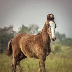 A portrait of a young Kathiawadi colt, showcasing the breed's unique heart-shaped, curling ears. My passion lies in documenting the heritage and distinct beauty of indigenous Indian horse breeds.
