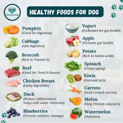 A healthy diet is the foundation of a healthy dog. This infographic highlights beneficial foods like pumpkin for digestion, blueberries for antioxidants, and chicken for lean protein.