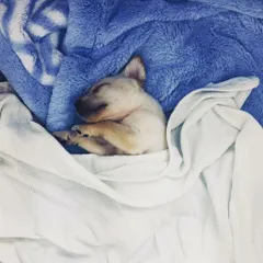 Another precious memory of puppy Comet, all snuggled up and dreaming. Watching them sleep so peacefully is one of our greatest joys.