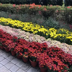 I offer a huge variety of seasonal flowering plants. These rows of Guldavari, also known as Chrysanthemums, are ready for delivery, perfect for adding vibrant, long-lasting color to garden beds, pots, and landscapes.