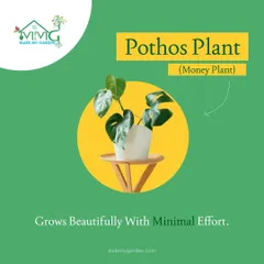 The Pothos, or Money Plant, is known for its beautiful trailing vines and heart-shaped leaves. It's incredibly easy to grow and is believed to bring good fortune and positive energy.