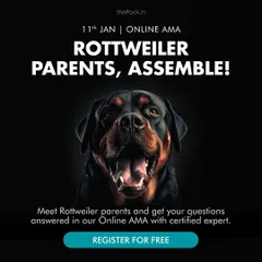 Rottweiler parents, assemble! If you're facing challenges like leash pulling, jumping, or resource guarding, join my free online AMA. I'll answer all your questions and help you understand the unique needs of this majestic breed.