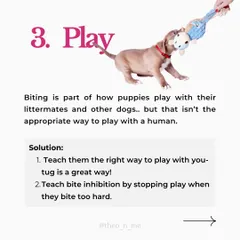Is your puppy biting you constantly? It's a normal behavior with many causes, from teething pain to lack of sleep. This guide explains the six main reasons for puppy biting and provides practical, force-free solutions for each.
