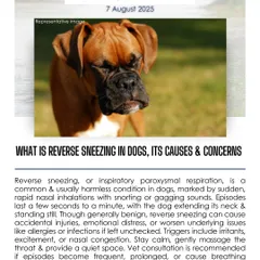 Have you ever seen your dog make sudden, rapid snorting sounds? It might be reverse sneezing, a common and usually harmless condition. I explain the causes and when you should consult a vet.