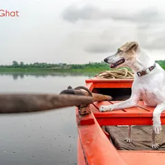 Mishti, an adventurous Indie, enjoys a boat ride on the Yamuna Ghat. This unique shoot captures her calm demeanor and love for exploration.