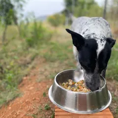 The best reward is a happy, healthy dog. We cook the kind of honest, home-style food we feed our own pets, because we believe they deserve nothing less.