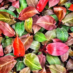 The Philodendron "Autumn" is an exotic hybrid with incredible color. Its new leaves emerge in a stunning copper-red and change colors as they mature to a dark, glossy green.