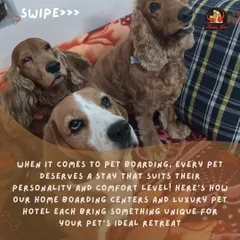 Every pet deserves a stay that suits their personality. We offer different options across our home boarding centers and luxury pet hotel to create the ideal retreat.