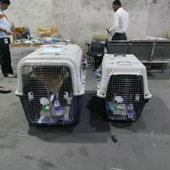 Rolo and Robert's crates side-by-side at the cargo terminal in Mumbai. When shipping multiple pets, I ensure they are checked in together for their flight to Singapore.