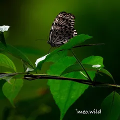 A Paper Kite butterfly rests gently on a leaf in Wayanad. It gets its name from the way it seems to float through the air like a piece of paper. The contrast against the deep green leaves is just beautiful.
