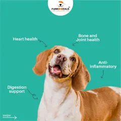 This series takes a closer look at the incredible health benefits of turmeric. Learn how this simple spice can support heart health, reduce inflammation, and provide general immune system support for your dog.