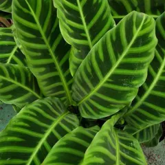 A close-up of the stunning striped leaves of a Calathea Zebrina, or Zebra Plant. This prayer plant is famous for its decorative foliage and is a great addition to any collection.