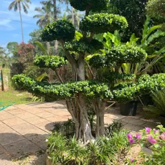A beautiful, mature Ficus bonsai tree, expertly shaped over many years. This makes a stunning living sculpture for any garden or large patio.