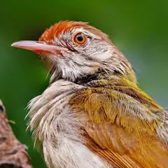A macro view of a Common Tailorbird's head. The fine, hair-like feathers on its chest, the warm rufous cap, and the intelligent glint in its eye are all visible in this incredibly detailed shot.