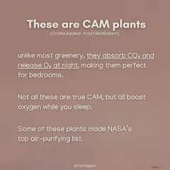 These are CAM plants. Unlike most greenery, they absorb CO2 and release O2 at night, making them perfect for bedrooms. Many of them are on NASA's top air-purifying list.