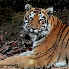 I am in love with her portraits. This is Choti Madhu, a famous tigress from Tadoba, looking right at me. Her calm and knowing gaze makes you feel like you are sharing a secret moment with the queen of the jungle.