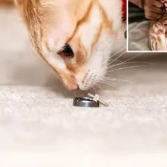 A creative collage for a cat-themed engagement. It features a close-up of Toffee the cat curiously sniffing the engagement rings, a truly unique announcement shot.