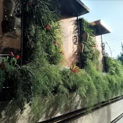 Here is a close look at a thriving living wall I installed on a residence in Noida. I carefully select real plants like these ferns and flowering species that cascade over the structure, creating a rich, natural texture that cools the air and looks incredible.
