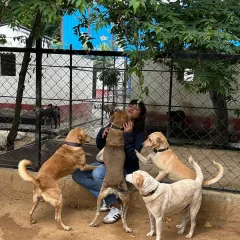 Who's happier, the dogs or our visitor Ritika? It's hard to tell. The love and affection are mutual here at the sanctuary.