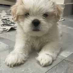 A fluffy Shih Tzu male puppy available for sale. These small dogs are perfect for apartment living and are known for their affectionate and playful personalities.