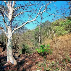 A landscape in Mumbai's National Park during the peak of summer. The ground is dry, the trees are bare, and the scene is stark, awaiting the life-giving rains.