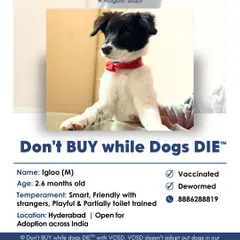 Igloo is a smart and friendly 2.6-month-old male puppy in Hyderabad who is ready for adoption across India. He is vaccinated, dewormed, and partially toilet-trained. Help him find his family.