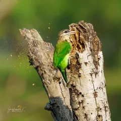 I captured this White-Cheeked Barbet mid-action, chiseling away to create its nest in a dead tree. The spray of wood dust tells a story of industry and persistence in the natural world.