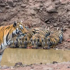 This photograph is very special to me, taken on International Tiger Day. It shows the same family from Tadoba, a symbol of India's success in doubling our tiger population. As a tiger lover, seeing so many in our parks now gives me great hope for their future.