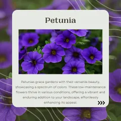 Petunias are a fantastic choice for long-lasting color. These low-maintenance flowers come in a wide spectrum of colors and thrive in various conditions, making them a reliable and beautiful addition to any landscape design.