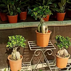 I have bonsai plants in many sizes, including these smaller ones perfect for indoor shelves, desks, or balconies. They bring the elegance of a full-sized tree into a compact form.