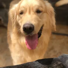 The classic happy face of a Golden Retriever. They are one of the most popular breeds we host.