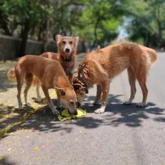My dal khichdi with chicken and liver was a big success with the Viman Sena. One of the dogs looks up to say thanks while his friends finish their meal.